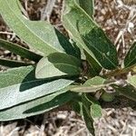 Boscia mossambicensis Hoja