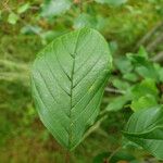 Frangula alnus Yaprak