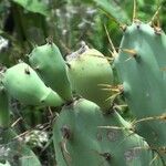 Opuntia dillenii Leaf