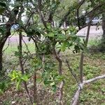 Diospyros texana ഇല