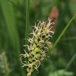 Carex melanostachya Kvet
