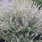 Ocimum kilimandscharicum Habit
