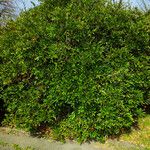 Berberis julianae 形态