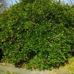 Berberis julianae Habit