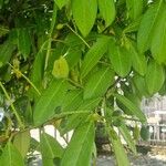 Prunus laurocerasus पत्ता
