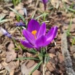 Crocus flavusফুল