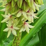 Eucomis bicolor