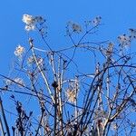 Clematis vitalba Habitat