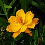 Cosmos sulphureus Flower