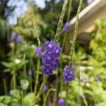 Stachytarpheta cayennensisBlomma