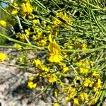 Genista aetnensis Flower