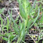 Lithospermum incisum Blatt