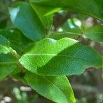 Vaccinium cylindraceum Hoja