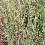 Themeda triandra Flower