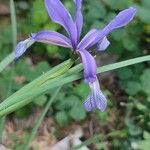 Iris sintenisii Flower