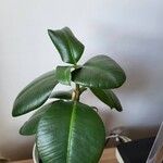 Ficus elastica Φύλλο