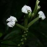 Tournefortia angustiflora