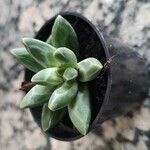 Pachyphytum compactum Liść