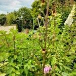 Scrophularia oblongifolia Kabuk