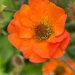 Geum coccineum Blüte