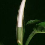 Philodendron rudgeanum Фрукт