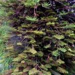 Araucaria columnaris Hoja
