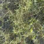 Callitriche brutia Likasa
