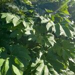 Tetrapanax papyrifer 叶