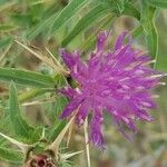 Centaurea calcitrapaКветка