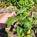 Asclepias variegata 叶