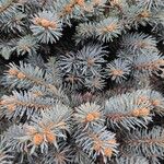 Picea pungensFeuille