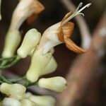 Oxera subverticillata Fruto