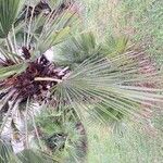 Chamaerops humilisLeaf