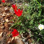 Tulipa orphanidea Συνήθη χαρακτηριστικά