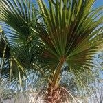 Washingtonia robusta ᱥᱟᱠᱟᱢ