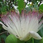 Barringtonia asiatica फूल