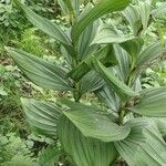 Veratrum album Leaf