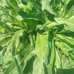 未鑑定花