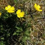 Ranunculus montanus Leaf