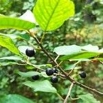 Frangula alnus Fruit