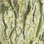 Celtis occidentalis Bark