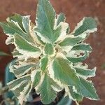 Kalanchoe laciniata ᱥᱟᱠᱟᱢ