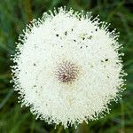 Xerophyllum tenax Kwiat