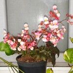 Begonia hydrocotylifolia Ліст