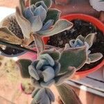 Echeveria pulvinataFoglia