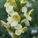 Pedicularis ascendens Flower