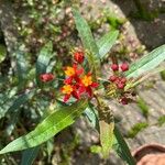 Asclepias curassavica ফুল