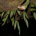 Pleurothallis discoidea Yeri