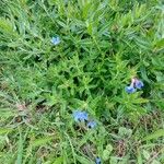 Glandora prostrata 形態