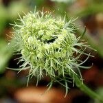 Daucus carota Květ